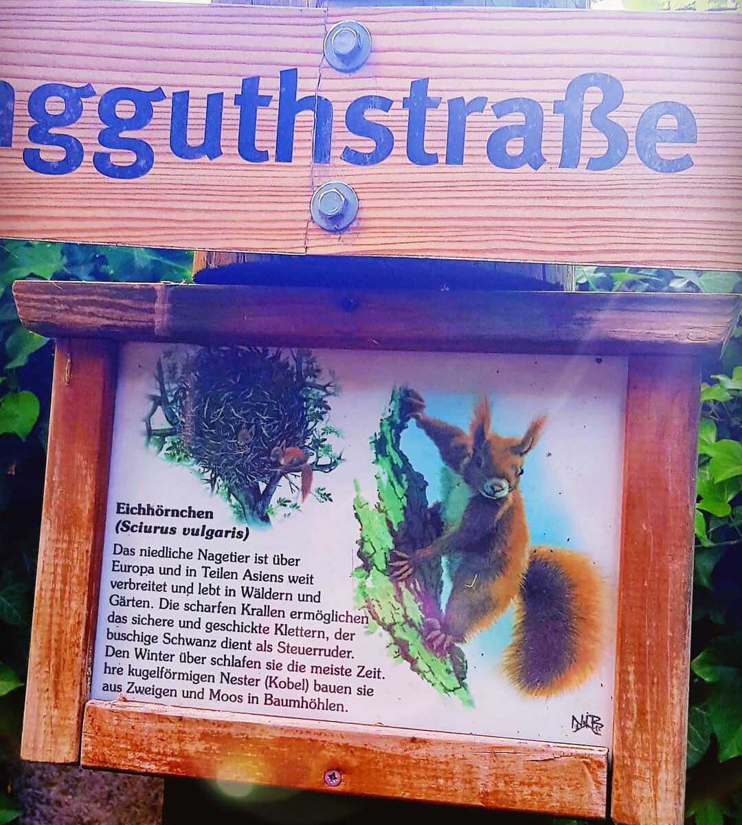 Wunsch Eichhörnchen